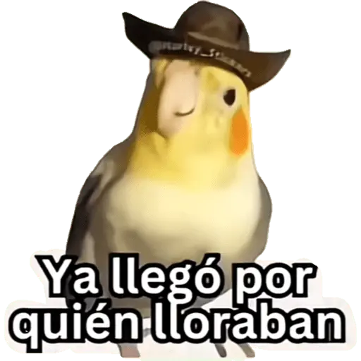 Capibara
