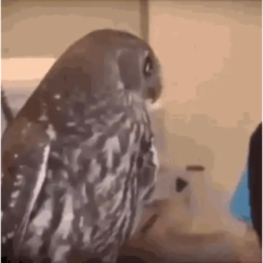 Random gif stickers #3
