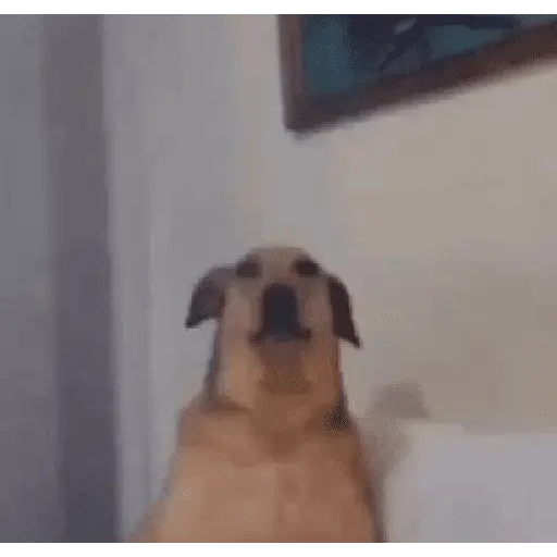 animales viendo la camara
