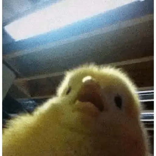 animales viendo la camara