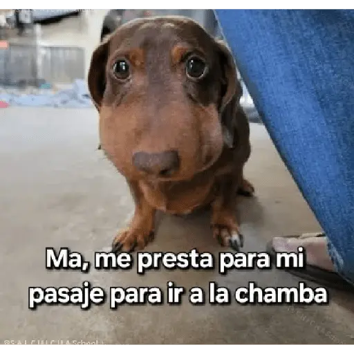 animales viendo la camara