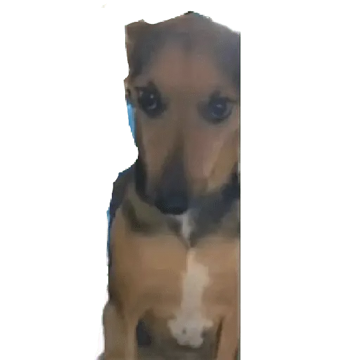 animales viendo la camara