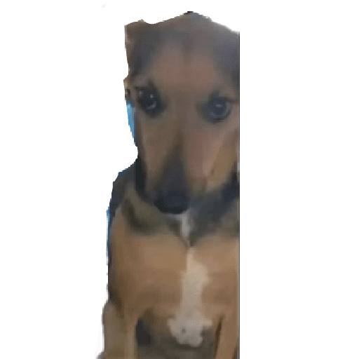 animales viendo la camara preview