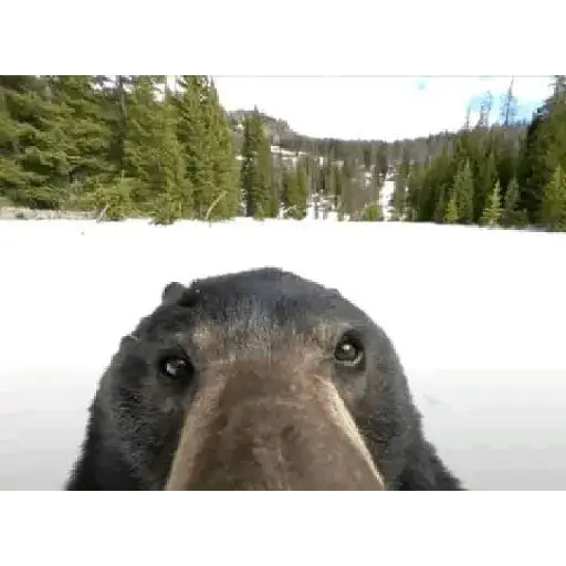 animales viendo la camara