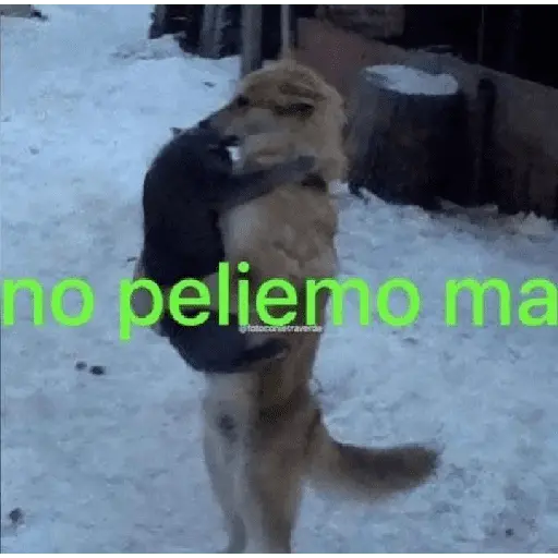 animales viendo la camara