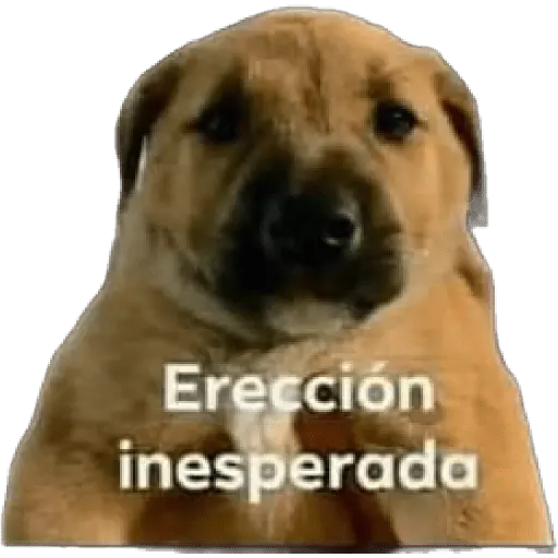 animales viendo la camara