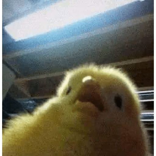 animales viendo la camara preview