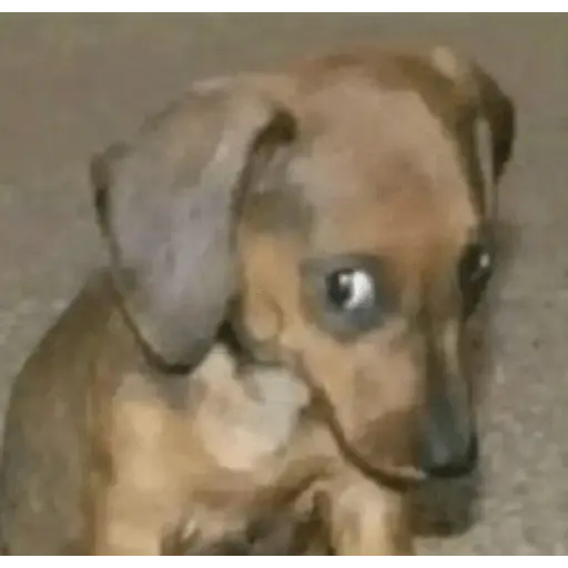 animales random 