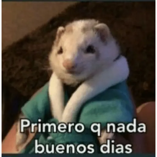 animales random 