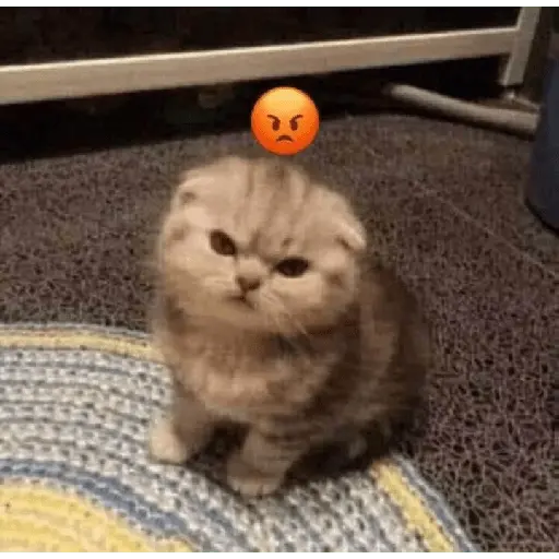 animales random 