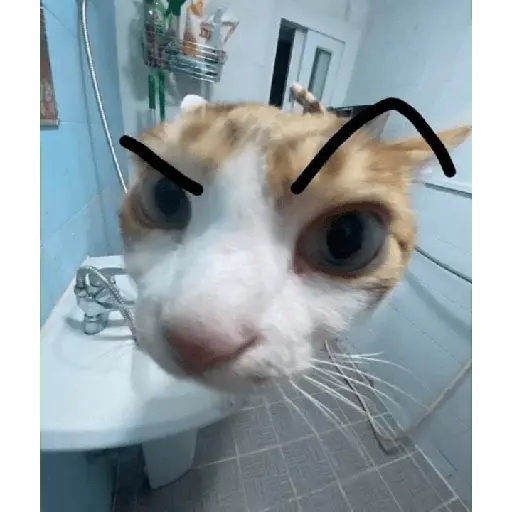 animales random 