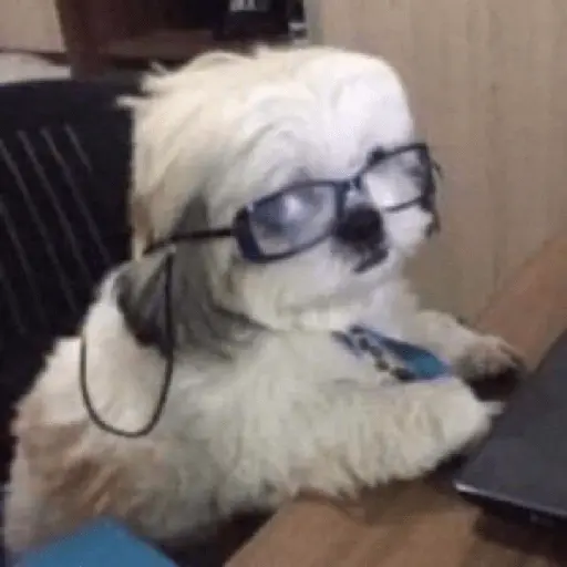 animales random 