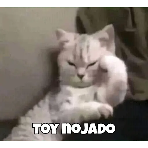 animales random 