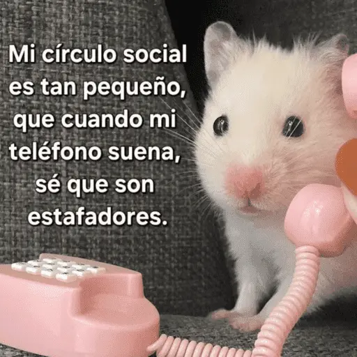 🐹STICKERS DE LA RATITA🎀