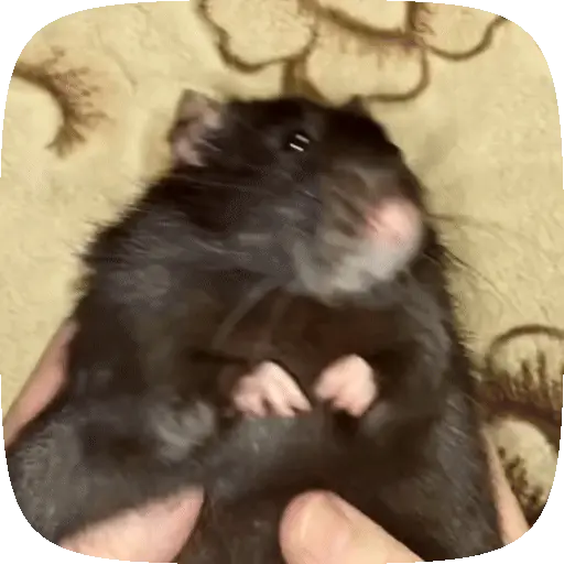 🧀 Ratitas pal chat 🐀🐁