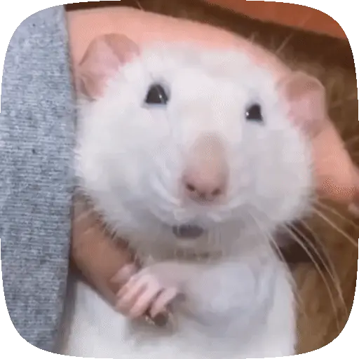 🧀 Ratitas pal chat 🐀🐁