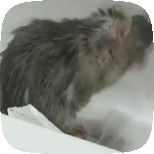 🧀 Ratitas pal chat 🐀🐁