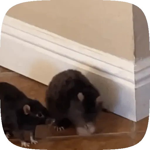 🧀 Ratitas pal chat 🐀🐁