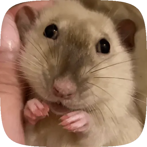 🧀 Ratitas pal chat 🐀🐁