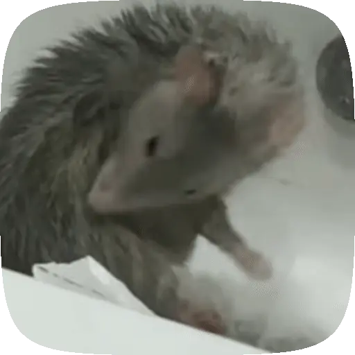 🧀 Ratitas pal chat 🐀🐁 preview