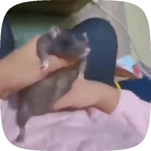 🧀 Ratitas pal chat 🐀🐁 preview