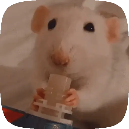 🧀 Ratitas pal chat 🐀🐁