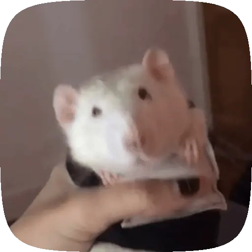 🧀 Ratitas pal chat 🐀🐁