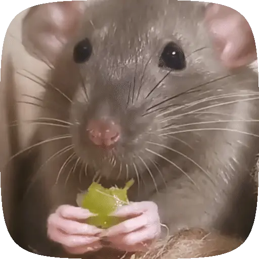 tray-icon