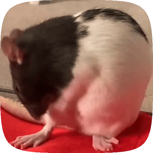 🧀 Ratitas pal chat 🐀🐁