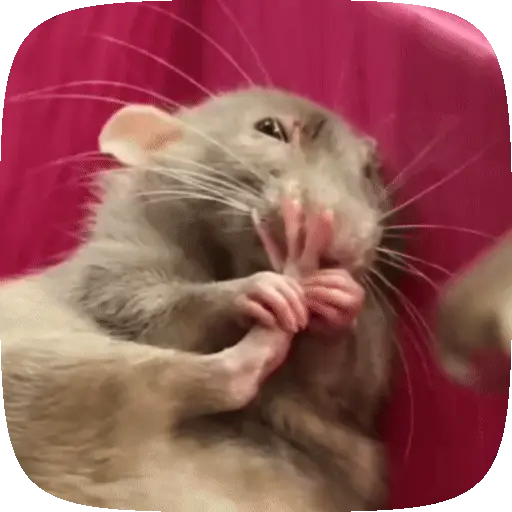 🧀 Ratitas pal chat 🐀🐁