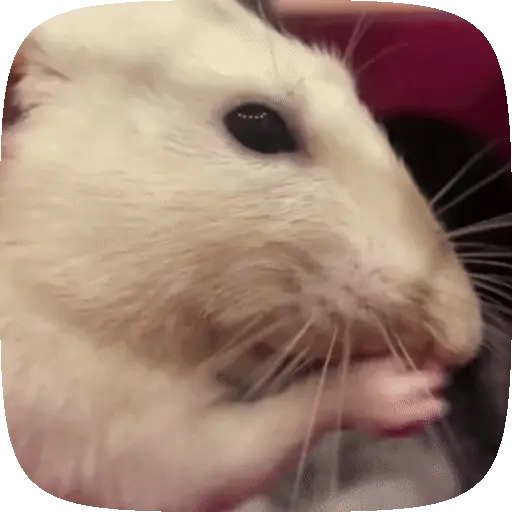 🧀 Ratitas pal chat 🐀🐁