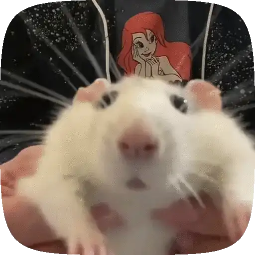 🧀 Ratitas pal chat 🐀🐁