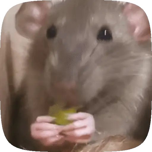🧀 Ratitas pal chat 🐀🐁 preview