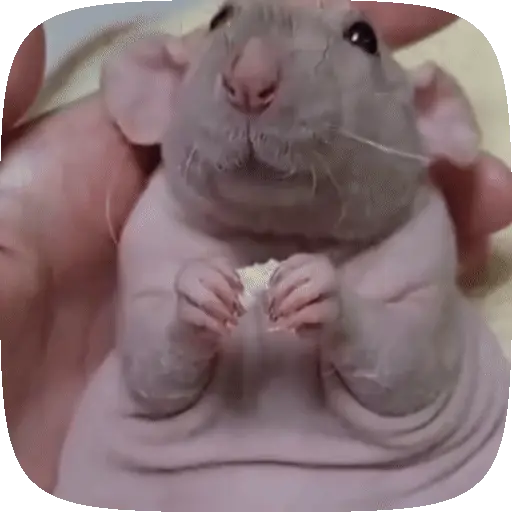 🧀 Ratitas pal chat 🐀🐁