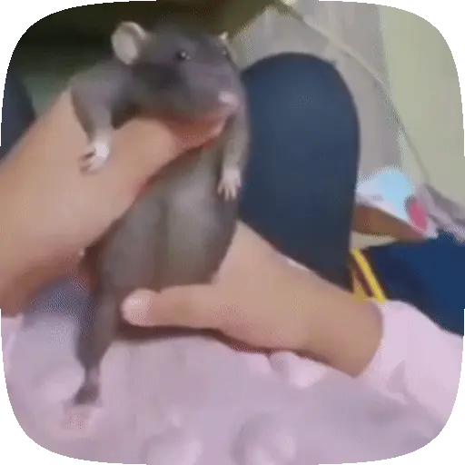 🧀 Ratitas pal chat 🐀🐁