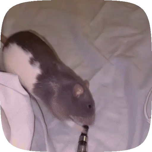 🧀 Ratitas pal chat 🐀🐁