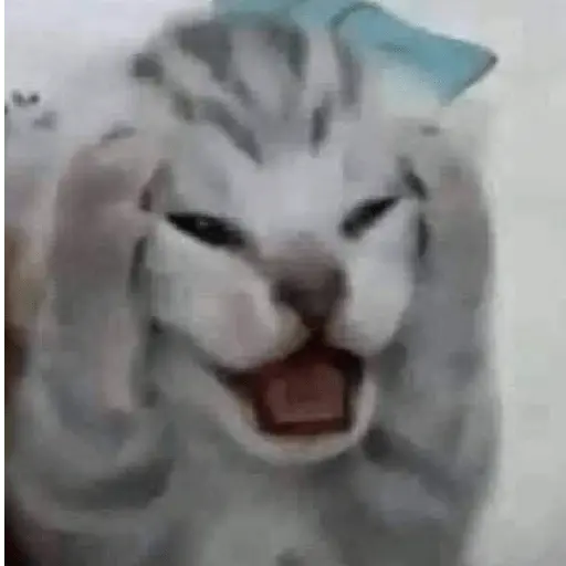 meme kucing / cat