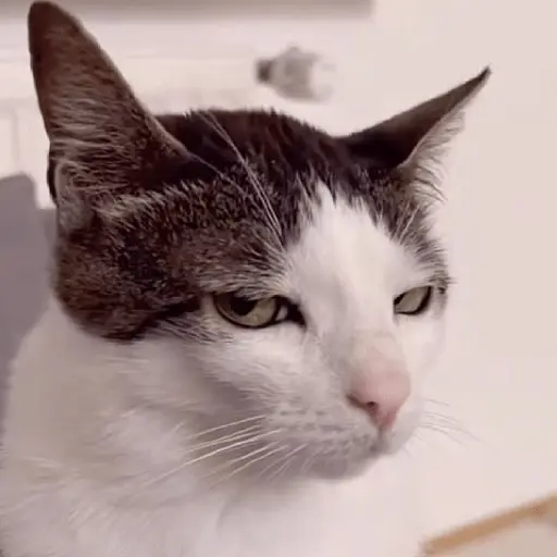 meme kucing / cat