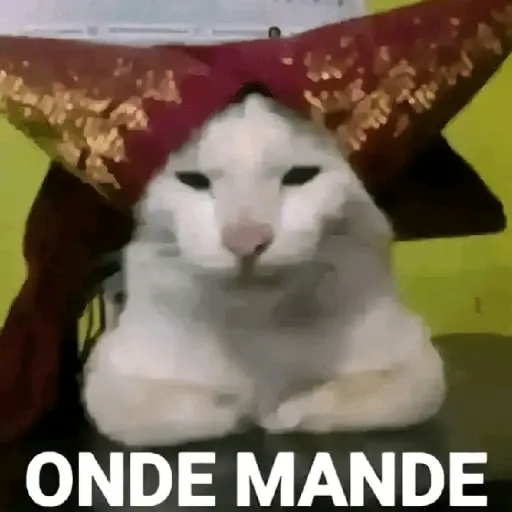 meme kucing / cat