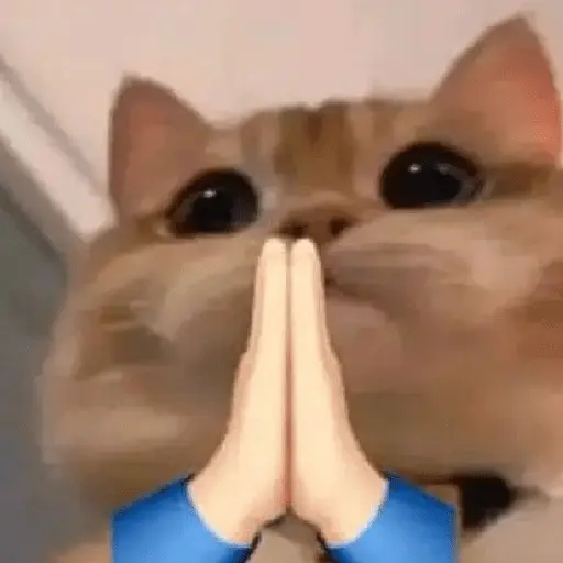 meme kucing / cat
