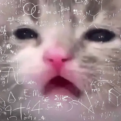 meme kucing / cat