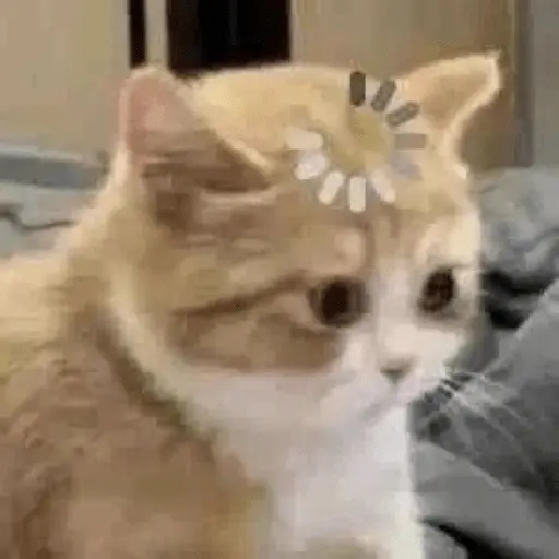 meme kucing / cat