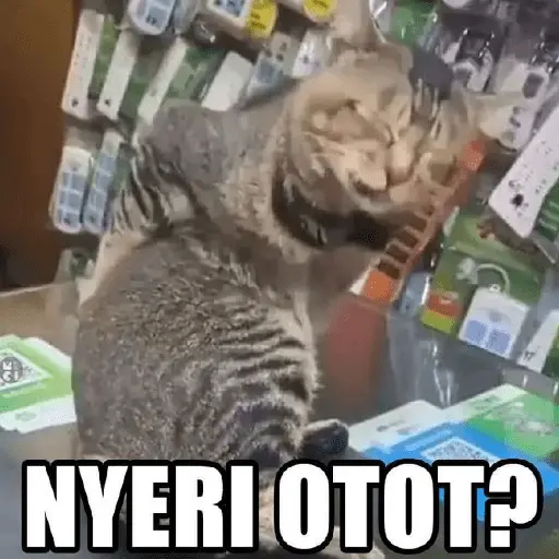 meme kucing / cat