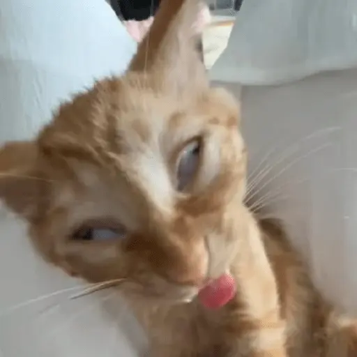 meme kucing / cat