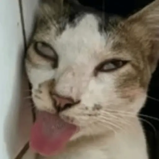 meme kucing / cat