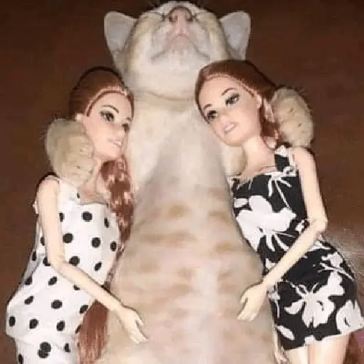 meme kucing / cat