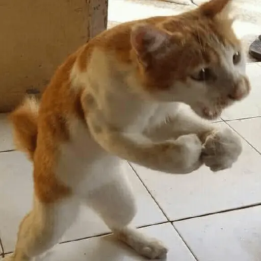 meme kucing / cat