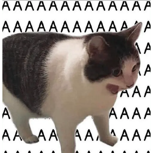 meme kucing / cat