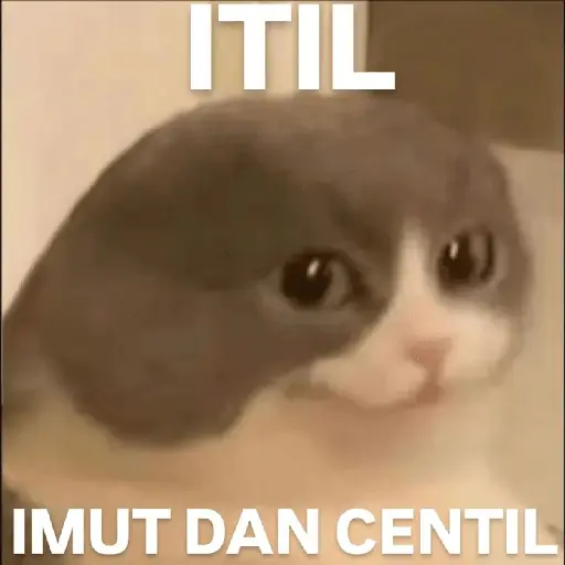 meme kucing / cat
