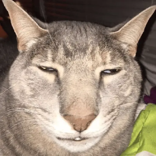 meme kucing / cat